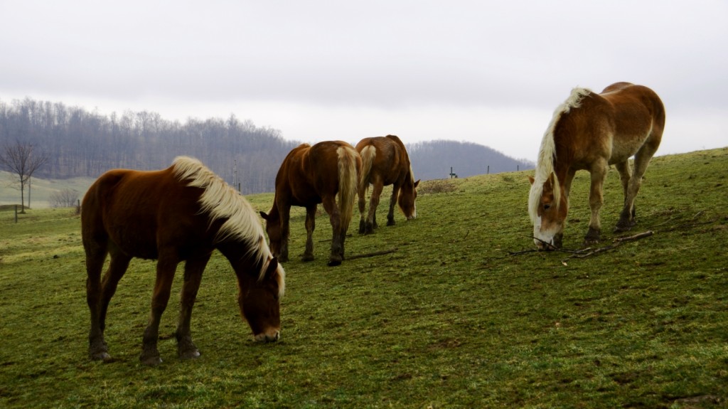 amish horses in pasture
